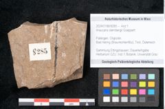 Foto (Objekt + Etikett) von Araucaria sternbergii Goeppert (NHMW-GEO-2024-0188-8285)